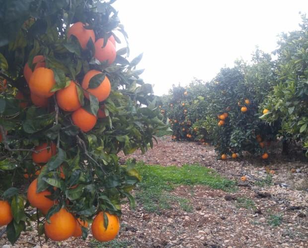 Naranjos. Nuestro cultivo