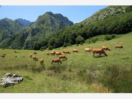 Carne de Ternera. Nuestras vacas nordrizas pastando en picos de Europa.