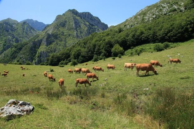 Nuestra ganadería. Nuestras vacas nordrizas pastando en picos de Europa.