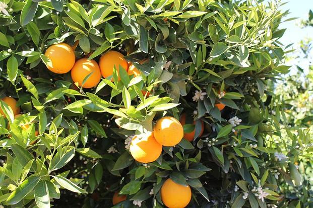 Naranjas naturales. Sin conservantes