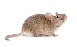 Ratones. Eliminación de ratones