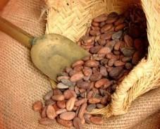 Cacao en Grano. Ricos en Minerales y Vitaminas