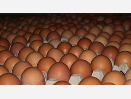 Huevos. Huevos frescos de gallina de varios tamaños