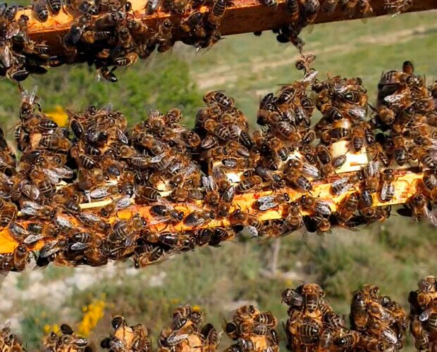 Nuestras abejas. Nos dedicamos a la cría y selección de reinas y la producción de enjambres de abejas