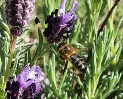 Polinización. La polinización hecha por abejas aumenta la producción y la calidad de los cultivos