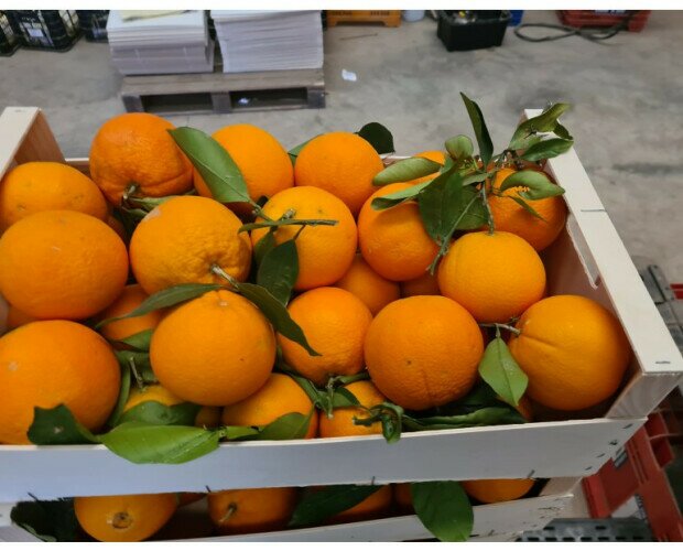 Cajita de Lane Late. Caja de naranjas de 15 kilogramos.