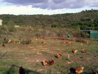 Huevos Camperos. Gallinas criadas en el paraje natural de Andújar