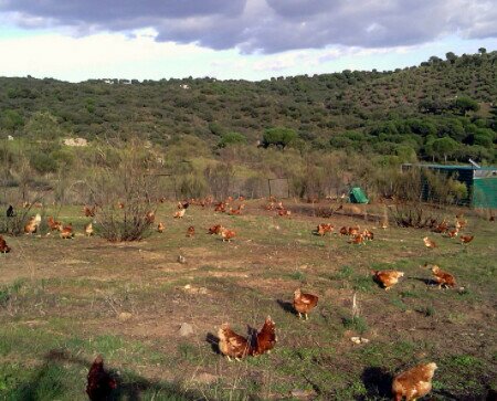 Gallinas al aire libre. Gallinas criadas en el paraje natural de Andújar