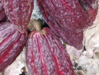Cacao en Grano. Este fabuloso cacao es de tipo CCN51 , ideal para la elaboración de chocolate y deriv