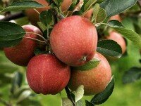 Manzanas Ecológicas. Distribuimos amplia gama de frutas 