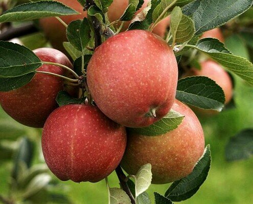 Manzanas . Distribuimos amplia gama de frutas
