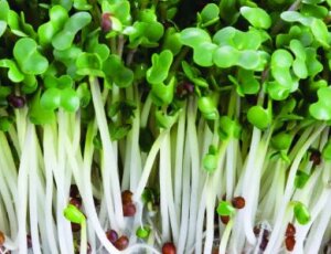 Envío gratis en Brócoli Micro Brotes Vivos