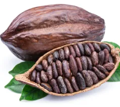 Proveedores de Cacao