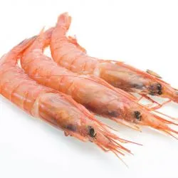 Proveedores de Gambas Frescas en Madrid