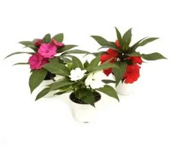 Proveedores de Plantas ornamentales y árboles